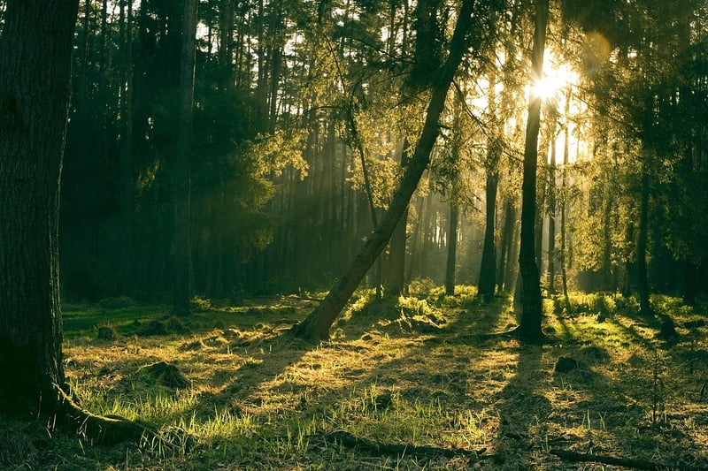 Mystical Forests