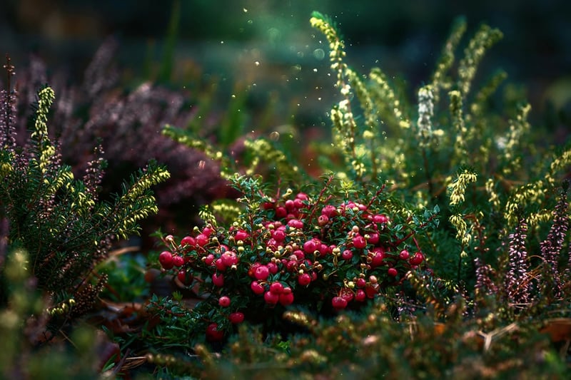 Enchanted Garden